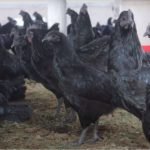 Kadaknath Hen